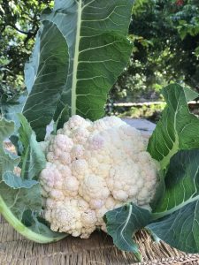 Fresh picked cauliflower