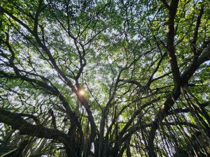 Sunlight is reflecting in a grand Ficus bengalensis tree. From Karuppaswamy Temple, Kollengode, Palakkad, Kerala. 