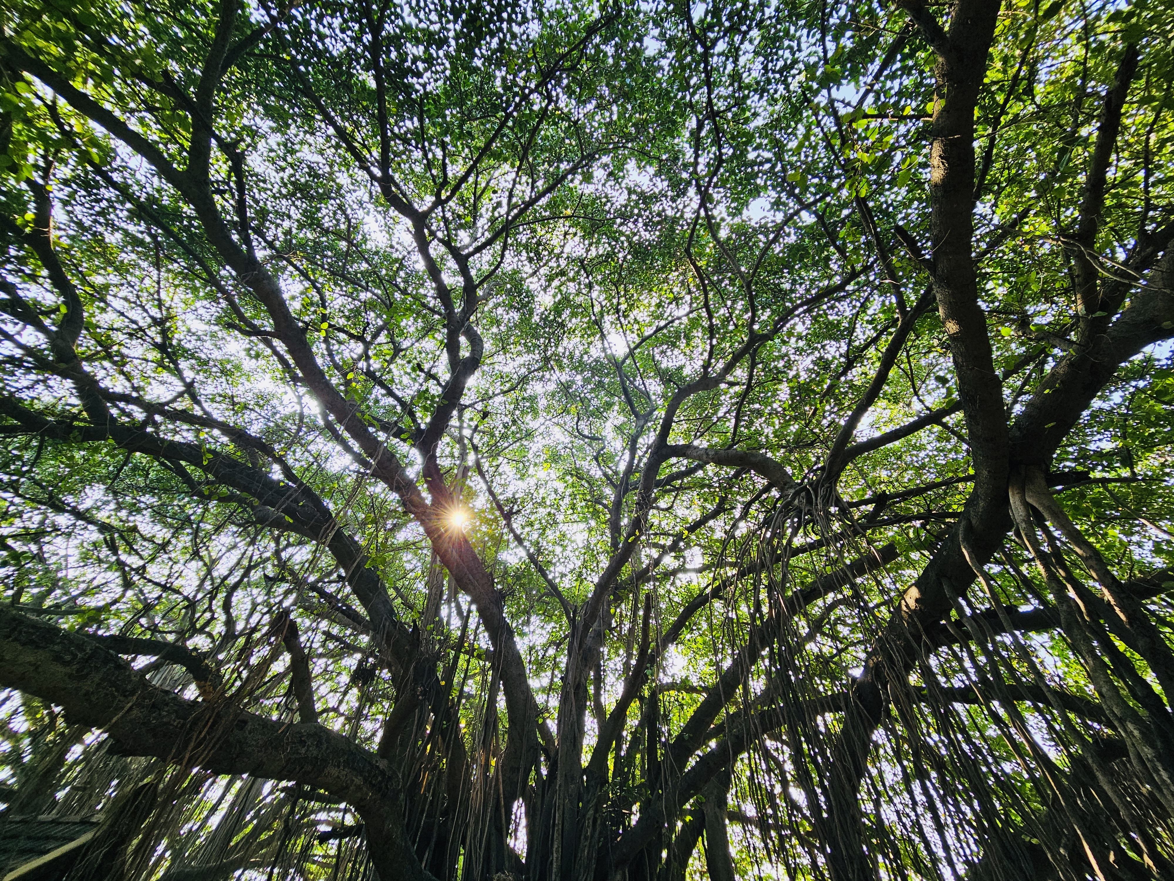 Sunlight is reflecting in a grand Ficus bengalensis tree. From Karuppaswamy Temple, Kollengode, Palakkad, Kerala.