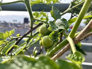 Local tomatoes  laying on the support of its own plant!