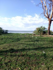 Birds at the shores of lake naivasha, kenya.
