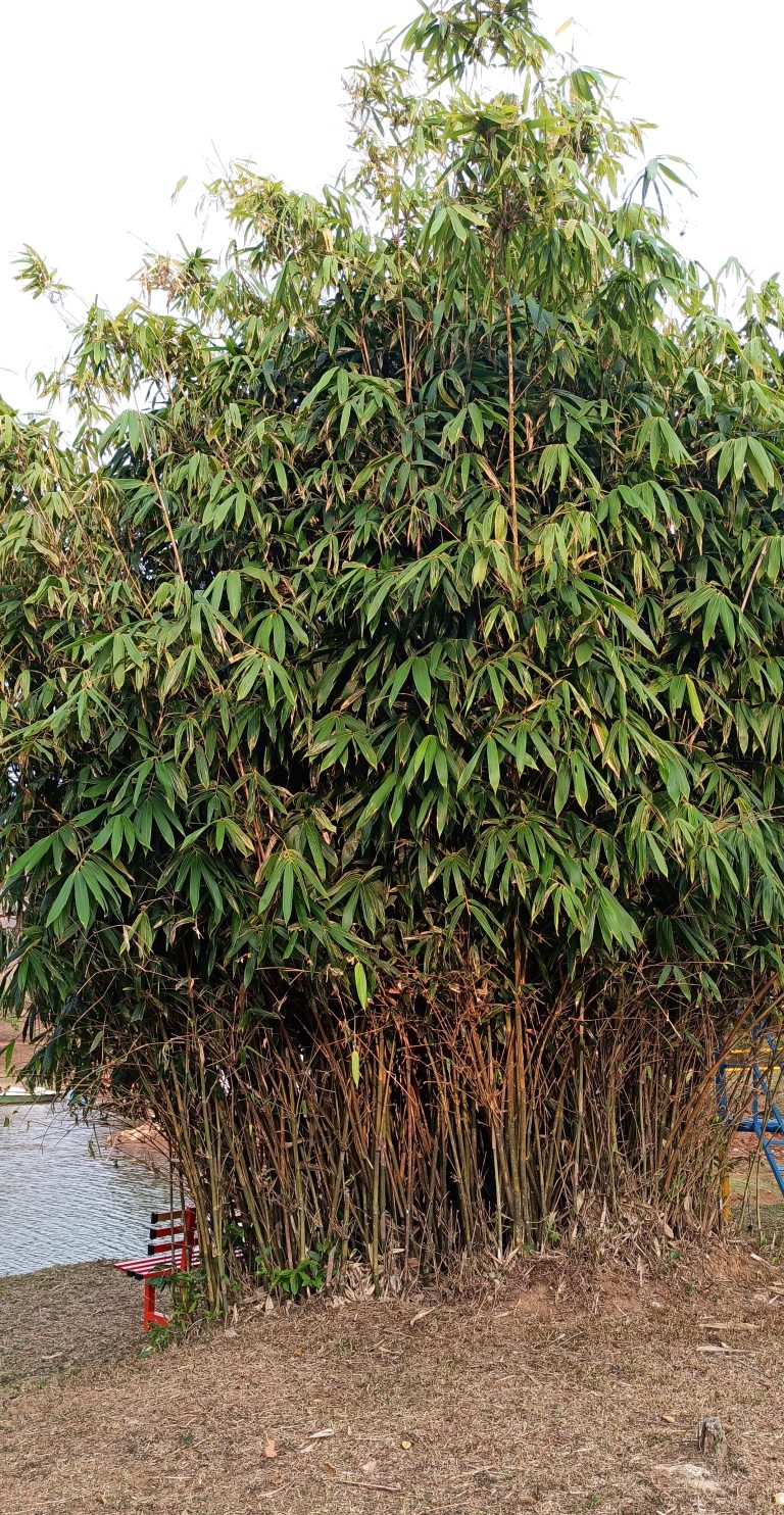 A bunch of bamboo trees and a traveler rest.