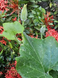 Pumpkin leaves & flower buds, and Ixora flowers in the background. From our neighbourhood. Kozhikode, Kerala.