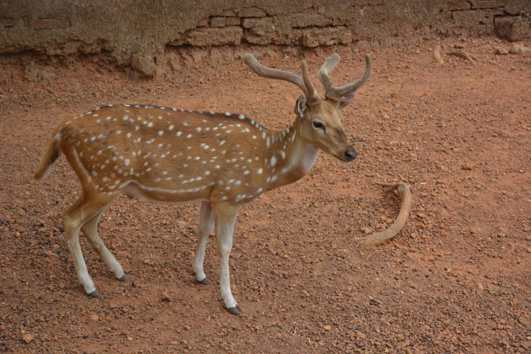 A male spotted deer. From Deer Park, Tripunithura Hill Palace, Kochi, Kerala.