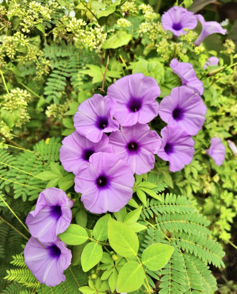 Ipomoea cairica, commonly known as mile-a-minute vine, Messina creeper, Cairo morning glory, coast morning glory and railroad creeper, from Kozhikode, Kerala.