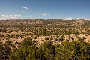 A wide angle shot of many desert sage plants in the hills of New Mexico.
