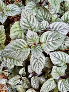 Close view Strobilanthes alternata aka Hemigraphis alternata. It is commonly known as red ivy, red-flame ivy, or waffle plant. From our neighbourhood, Kozhikode, Kerala.