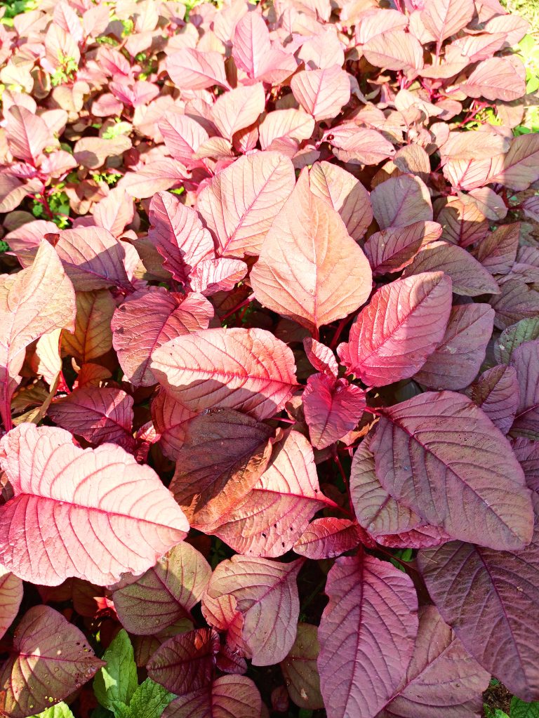 Red spinach (chempattu cheera) plants on a field.