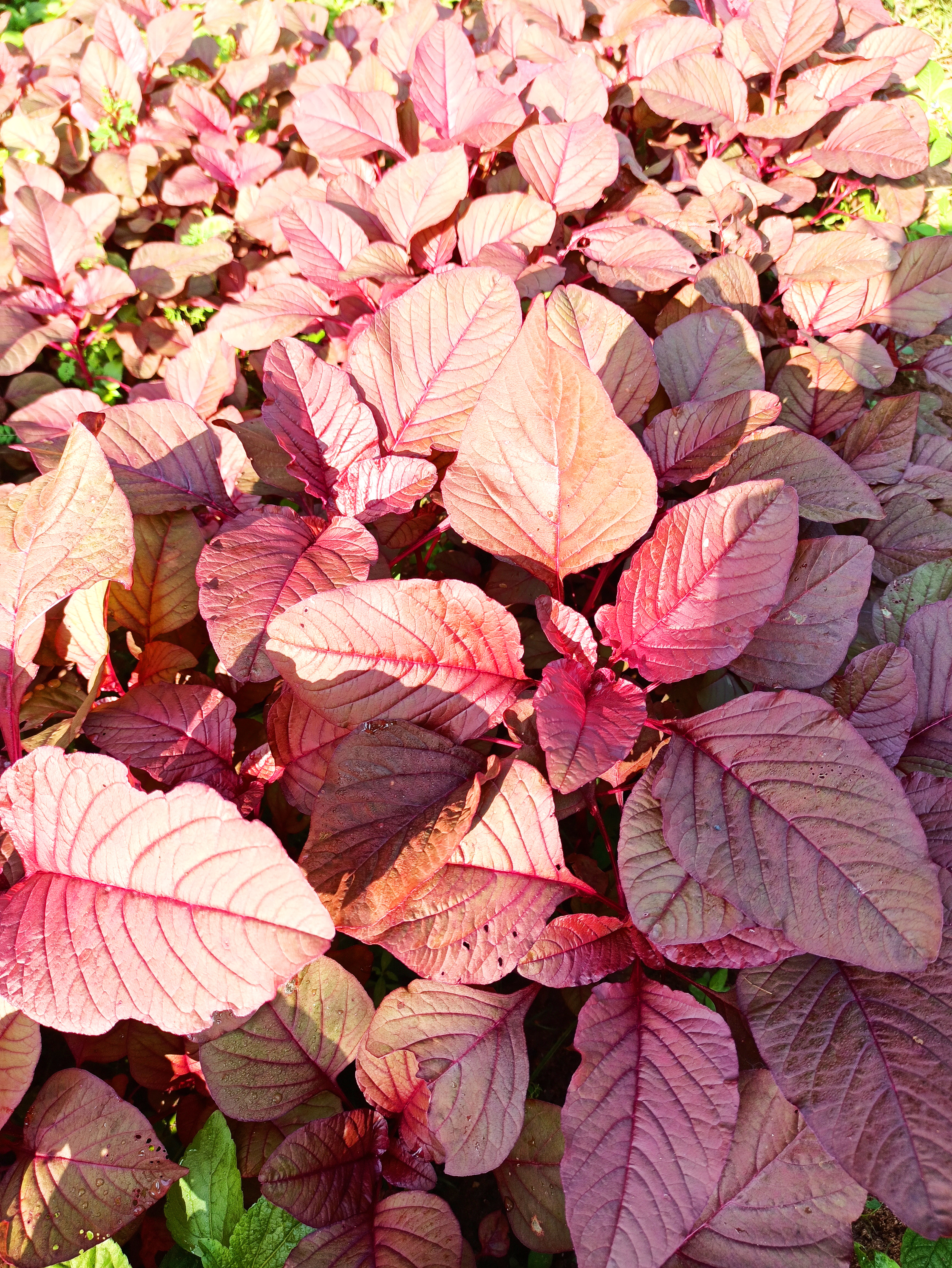 Red spinach (chempattu cheera) plants on a field. 