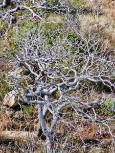 A tree without leaves. From Sajjangarh Wildlife Sanctuary, Udaipur, Rajasthan 