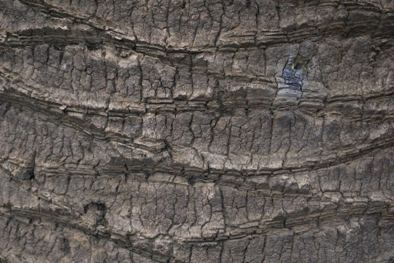 Texture of the trunk of a palm tree