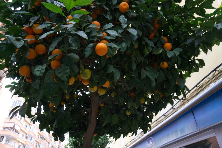 Orange tree on a city street.