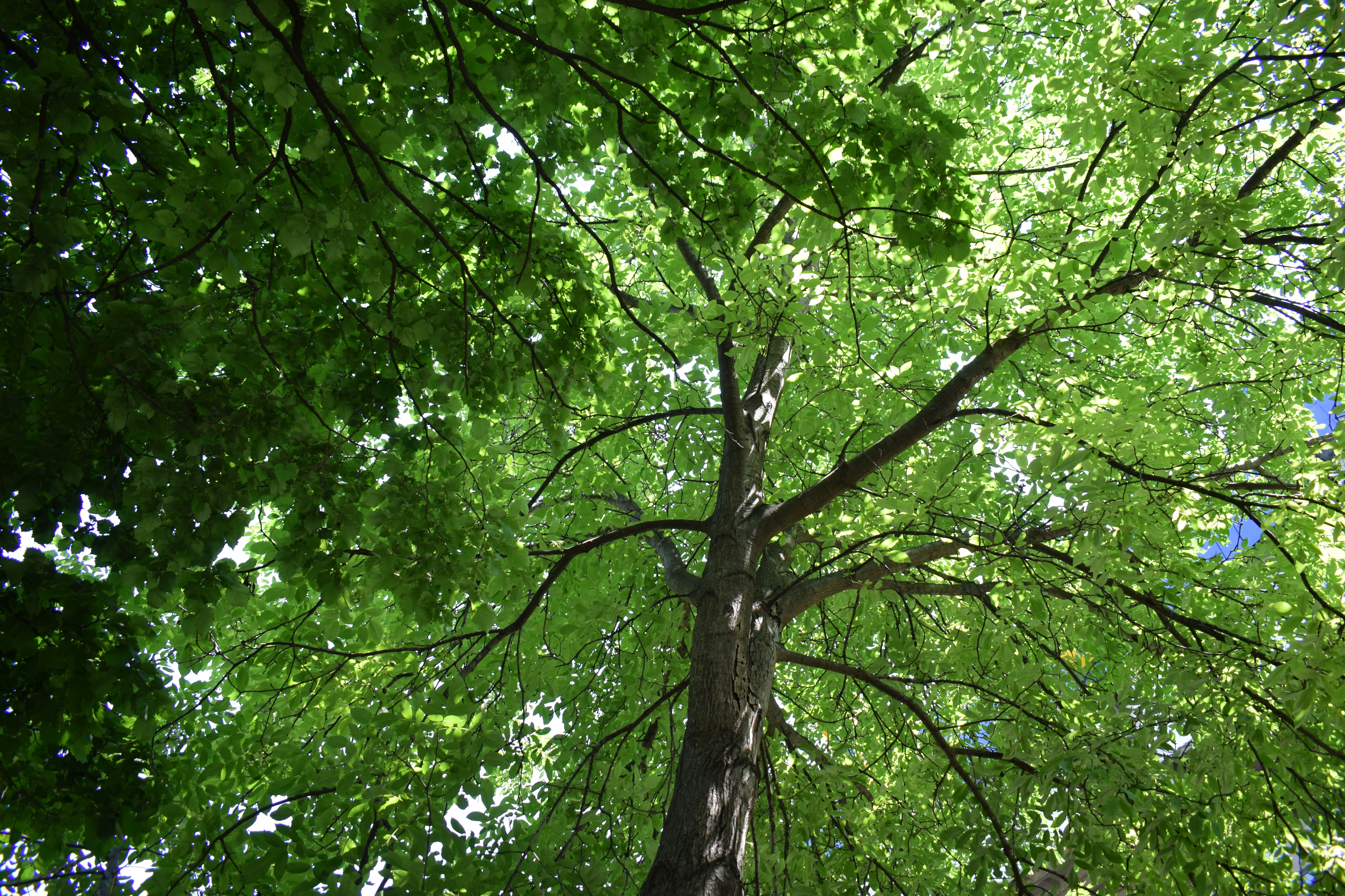 Green lush tree