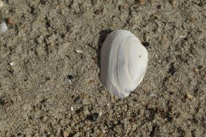 A shell on the sand