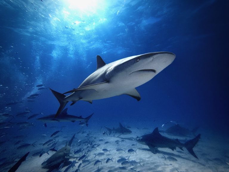 This underwater image shows a Caribbean reef shark in focus, while at least one lemon shark can be seen in the bottom left, with another partially visible tail fin, indicating the possible presence of a second individual. There is also another Caribbean reef shark in the centre left of the background, and three bull sharks can be seen on the right.