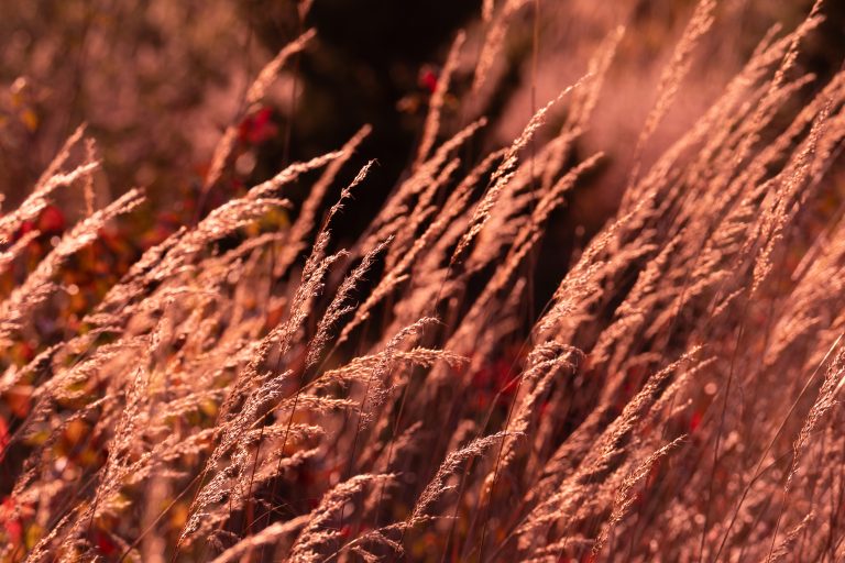 Tall wild grass glistens in the sun on a warm autumn day