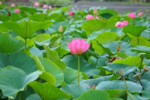 Ooga lotus in Chiba Park, Chiba City, Chiba Prefecture