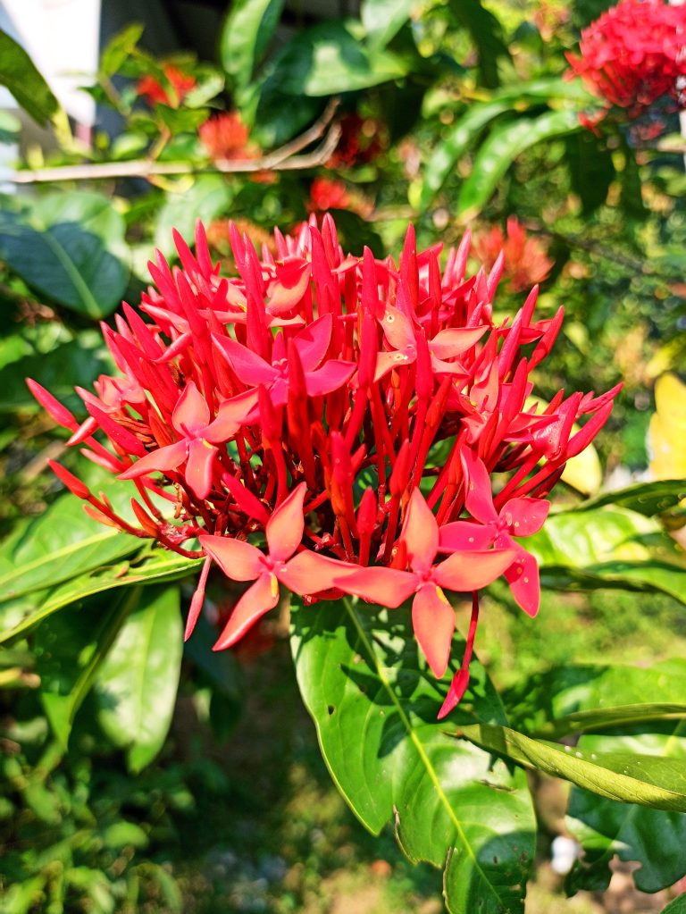 The Jungle Geranium flower, scientifically known as Ixora coccinea, with its vibrant green leaves.