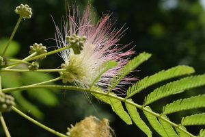 A close-up of a pink and white flower, showcasing its delicate petals and vibrant colors.