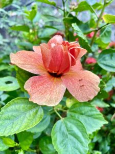 A peach colour hibiscus flower from our neighbourhood. Kozhikode, Kerala.