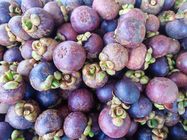 A box filled with ripe Mangosten, showcasing a vibrant pile of purple and green fruits.