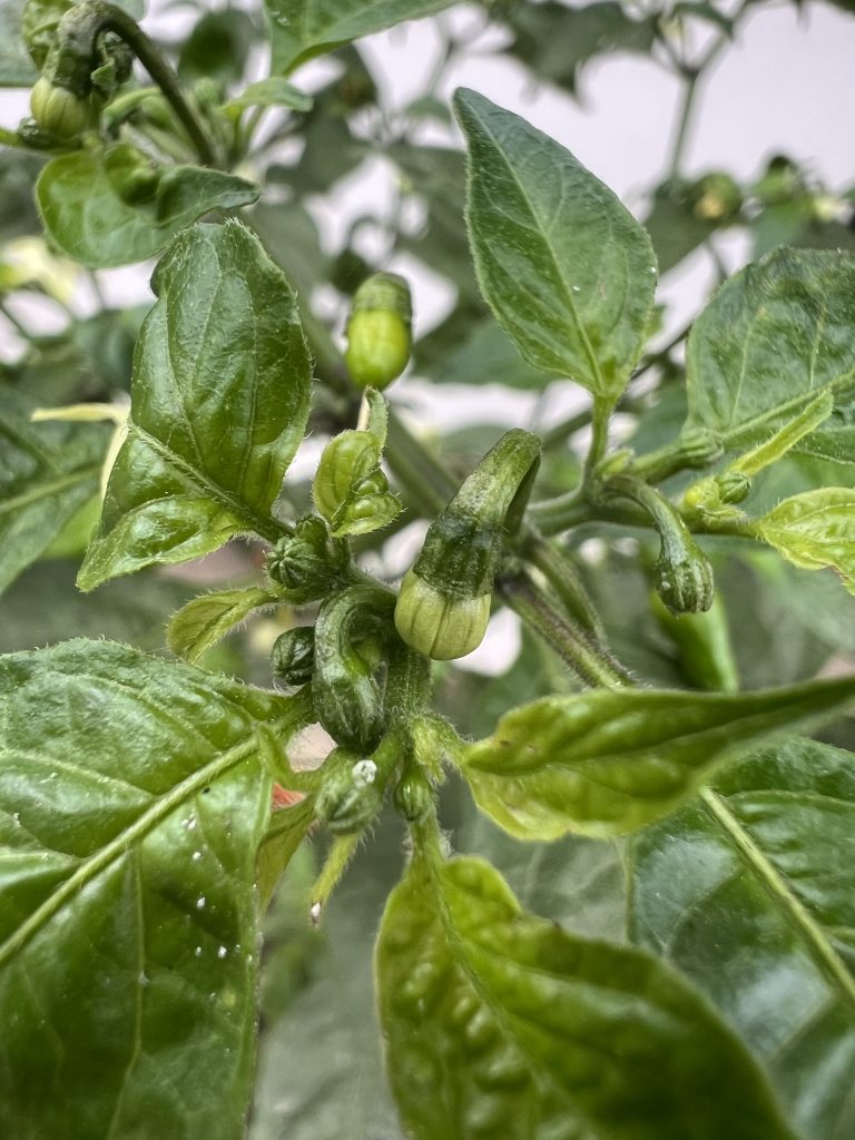 green chilli with green leaf