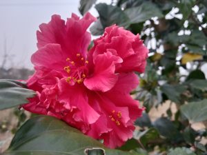 Close-up photograph of a pink Hibiscus flower.
