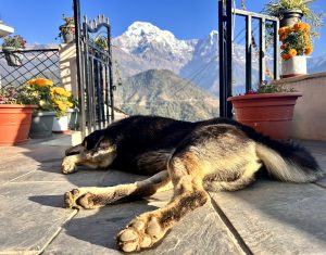 Black dog napping in the morning sun with snowy mountains as a backdrop!