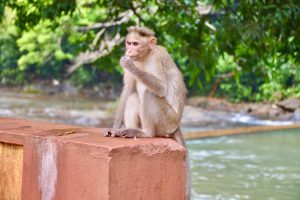 A monkey in a thinking pose. From Kollur, Karnataka.