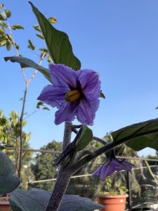 Purple flower