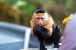 A Panamanian White-faced Capuchin with its hands cupped under it's mouth