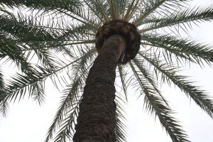 从较低的角度观察一棵高大的棕榈树。
