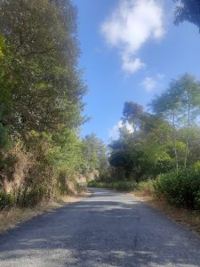 A paved path between trees