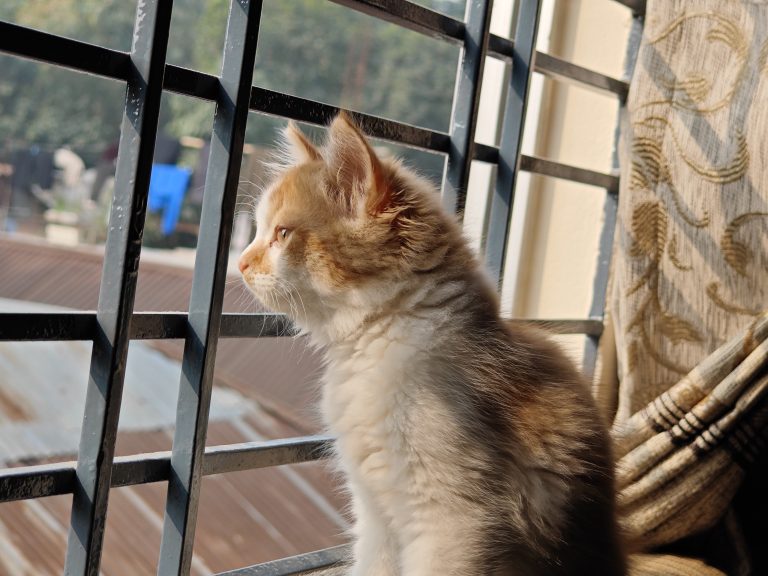 A fluffy cat sitting on a windowsill,  gazing outside through metal bars, with a curtain partially visible in the background.