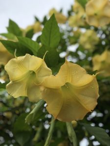 Yellow Bell Flower 