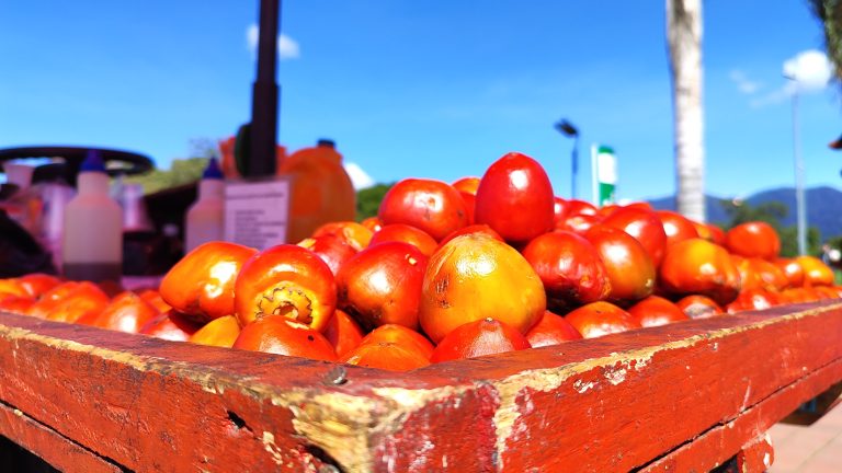 Chontaduros, exotic fruit from the Colombian Pacific coast, presented on a street vendor’s cart.