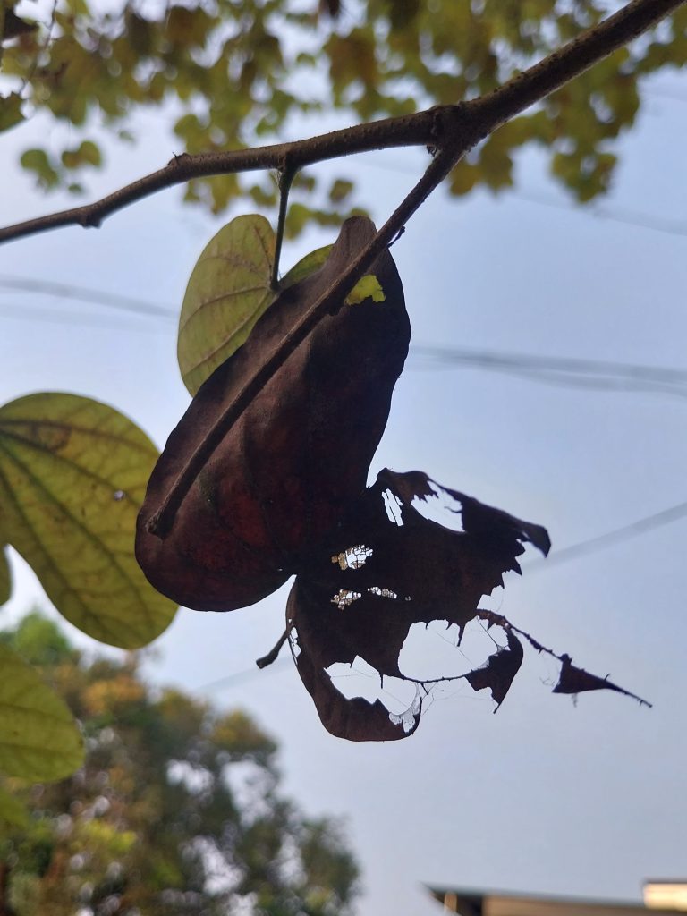 Discover beauty everywhere! A withered leaf dangling from a tree branch resembles a butterfly.