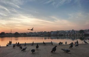 Pigeons eating by the shores of Pushkar Lake during sunset.