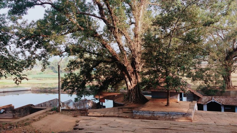 A tree with old buildings by a pond.