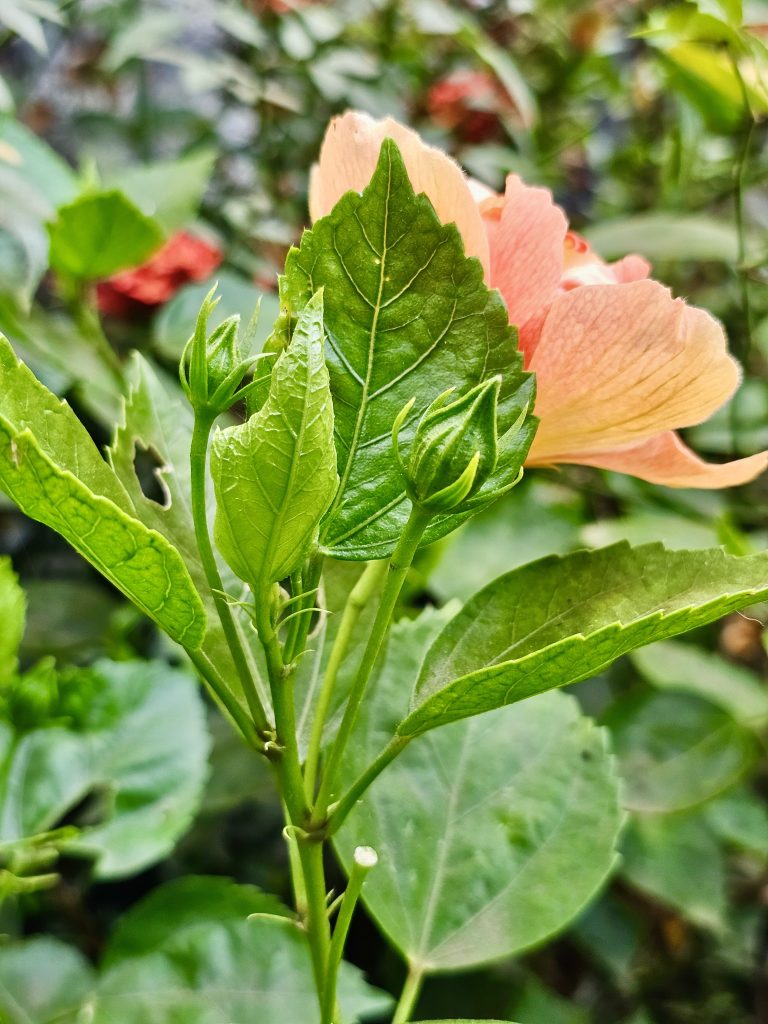 A yellow Hibiscus flower and its buds. From Perumanna, Kozhikode, Kerala.