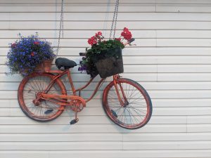 A bike is hanging against a white wall outside, with planted flowers in the front basket and on the back seat.
