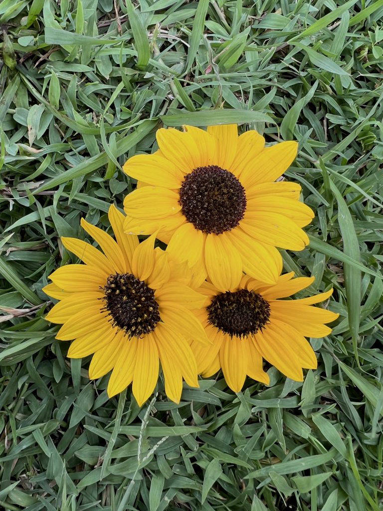 Flower with big yellow petals.