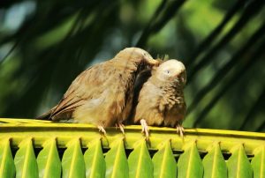 Two birds perched close together, sharing a tender moment of affection.
