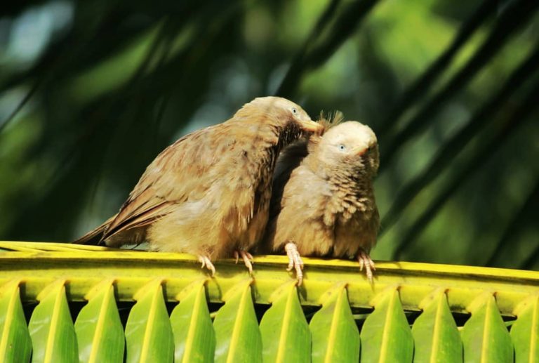 Two birds perched close together, sharing a tender moment of affection.