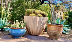 A row of three large pots containing cactus plants and other desert flora.