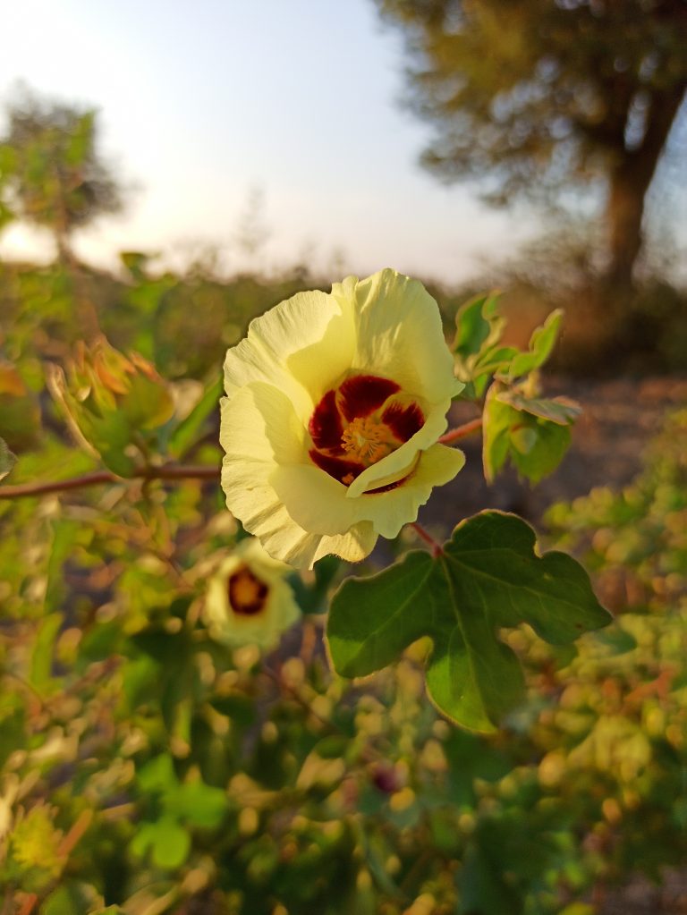 A close-up view of a Yellow flower with a blurred background.