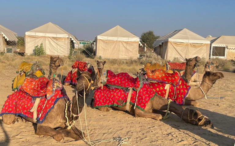 Camels resting besides the tent in a dessert.