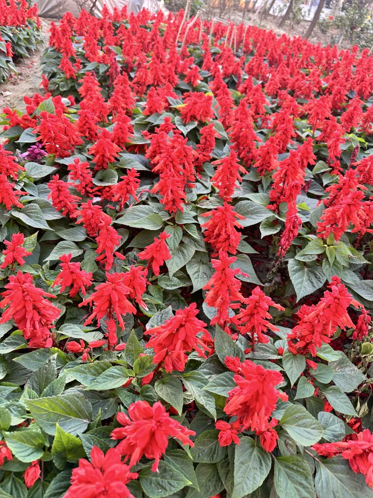 Scarlet flowers growing in a garden