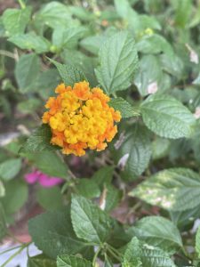 A closeup view of fully blossomed yellow flower and leaf's in the back.