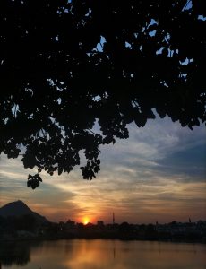 Sunset across the water. A tree's leaves frame the top of the photo.